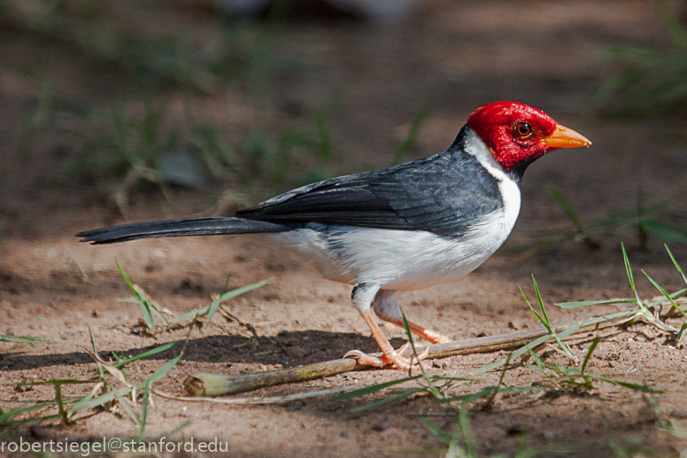 red-capped cardinal